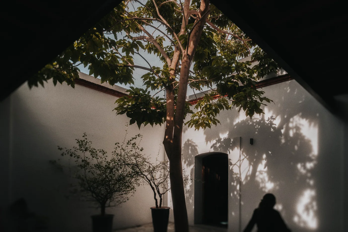 Patio de una casa del centro de Oaxaca con un árbol y sombras de hojas sobre la pared blanca, temprano en la mañana de la boda
